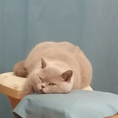 ���� ������ ��� ������, ��������