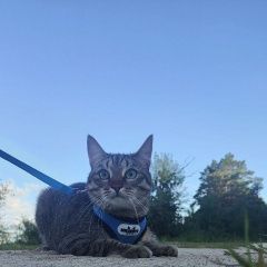 Подробнее об объявлении «Пропал кот Свободный» Фото: пропала кошка  «Пропал кот Свободный» в г. Свободный