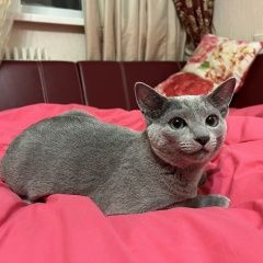 Подробнее об объявлении «Пропал кот Загорянский» Фото: пропала кошка  «Пропал кот Загорянский» в г. Загорянский