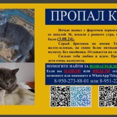 Подробнее об объявлении «Пропал кот британец Новокузнецк» Фото: пропала кошка Британская короткошерстная кошка «Пропал кот британец Новокузнецк» в г. Новокузнецк