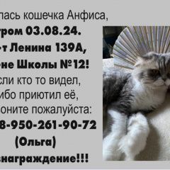 Подробнее об объявлении «Пропала кошка помогите найти нашу любимицу Кемерово» Фото: пропала кошка  «Пропала кошка помогите найти нашу любимицу...» в г. Кемерово