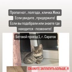 Подробнее об объявлении «Саратов Пропал кот» Фото: пропала кошка  «Саратов Пропал кот» в г. Саратов