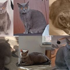 Подробнее об объявлении «Пропала кошка шотландская серая Москва» Фото: пропала кошка Скоттиш страйт (шотландская прямоухая) «Пропала кошка шотландская серая Москва» в г. Москва