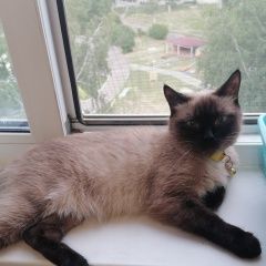 Подробнее об объявлении «Саранск Пропала кошка» Фото: пропала кошка Сиамская кошка «Саранск Пропала кошка» в г. Саранск