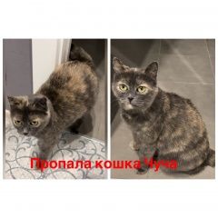 Подробнее об объявлении «Пропала кошка в селе сарафоново Ярославль» Фото: пропала кошка  «Пропала кошка в селе сарафоново Ярославль» в г. Ярославль