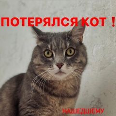 Подробнее об объявлении «Пропал кот нашедшему денежное вознаграждение 20 000 Благовещенск (Амурская обл.)» Фото: пропала кошка  «Пропал кот нашедшему денежное вознаграждение 20...» в г. Благовещенск (Амурская обл.)