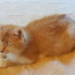 Подробнее об объявлении «Пропала кошка Москва» Фото: пропала кошка  «Пропала кошка Москва» в г. Москва