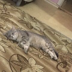 Подробнее об объявлении «Пропал кот Новочеркасск» Фото: пропала кошка  «Пропал кот Новочеркасск» в г. Новочеркасск