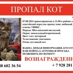 Подробнее об объявлении «Пропал кот Краснодар» Фото: пропала кошка  «Пропал кот Краснодар» в г. Краснодар