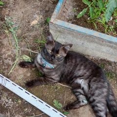 Подробнее об объявлении «Павловский Посад Пропал кот, зефир.» Фото: пропала кошка  «Павловский Посад Пропал кот, зефир.» в г. Павловский Посад