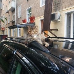 Подробнее об объявлении «Пропала кошка Москва» Фото: пропала кошка  «Пропала кошка Москва» в г. Москва