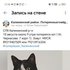 Подробнее об объявлении «Пропал кот 10 августа муся. территориаль Санкт-Петербург» Фото: пропала кошка  «Пропал кот 10 августа муся. территориаль...» в г. Санкт-Петербург