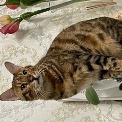 Подробнее об объявлении «Пропал кот бенгал Гомель» Фото: пропала кошка Бенгальская кошка «Пропал кот бенгал Гомель» в г. Гомель