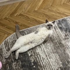 Подробнее об объявлении «Пропала кошка Минск» Фото: пропала кошка Британская короткошерстная кошка «Пропала кошка Минск» в г. Минск