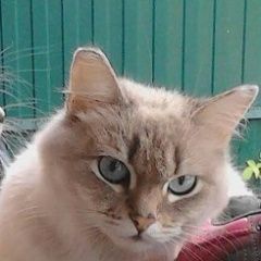 Подробнее об объявлении «Пропала кошка за вознаграждение верните Березовский (Свердловская обл.)» Фото: пропала кошка Сиамская кошка «Пропала кошка за вознаграждение верните...» в г. Березовский (Свердловская обл.)