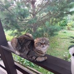 Подробнее об объявлении «Пропал кот Новокузнецк» Фото: пропала кошка Скоттиш фолд (шотландская вислоухая) «Пропал кот Новокузнецк» в г. Новокузнецк