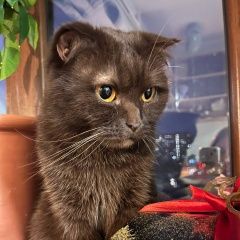 Подробнее об объявлении «Пропал кот Краснодар» Фото: пропала кошка Скоттиш фолд (шотландская вислоухая) «Пропал кот Краснодар» в г. Краснодар