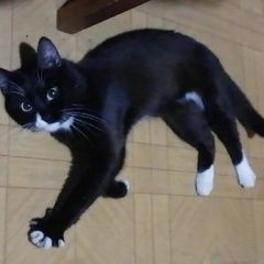 Подробнее об объявлении «Пропал кот Ярославль» Фото: пропала кошка  «Пропал кот Ярославль» в г. Ярославль