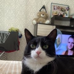 Подробнее об объявлении «Пропал кот помогите найти( Южно-Сахалинск» Фото: пропала кошка  «Пропал кот помогите найти( Южно-Сахалинск» в г. Южно-Сахалинск