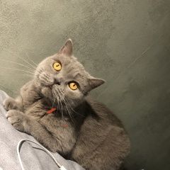 Подробнее об объявлении «Пропала кошка Гомель» Фото: пропала кошка Британская короткошерстная кошка «Пропала кошка Гомель» в г. Гомель