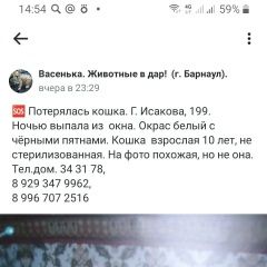 Подробнее об объявлении «Пропала кошка Барнаул» Фото: пропала кошка  «Пропала кошка Барнаул» в г. Барнаул