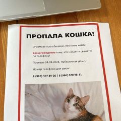 Подробнее об объявлении «Орехово-Зуево Пропала кошка» Фото: пропала кошка  «Орехово-Зуево Пропала кошка» в г. Орехово-Зуево