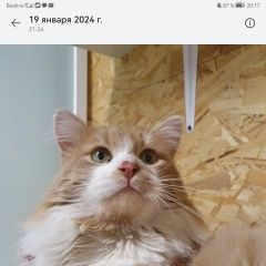Подробнее об объявлении «Пропала кошка кот барсик Щекино» Фото: пропала кошка  «Пропала кошка кот барсик Щекино» в г. Щекино