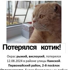 Подробнее об объявлении «Пропал кот Ростов-на-Дону» Фото: пропала кошка  «Пропал кот Ростов-на-Дону» в г. Ростов-на-Дону