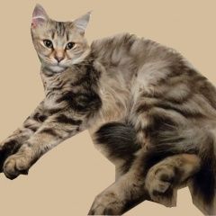 Подробнее об объявлении «Пропал кот Ставрополь» Фото: пропала кошка  «Пропал кот Ставрополь» в г. Ставрополь