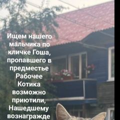 Подробнее об объявлении «Пропал кот надеемся ждём Иркутск» Фото: пропала кошка  «Пропал кот надеемся ждём Иркутск» в г. Иркутск
