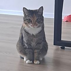 Подробнее об объявлении «Пропала кошка Ярославль» Фото: пропала кошка  «Пропала кошка Ярославль» в г. Ярославль