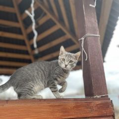Подробнее об объявлении «Пропал кот Коломна» Фото: пропала кошка  «Пропал кот Коломна» в г. Коломна