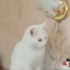 Подробнее об объявлении «Пропал кот белый котик Тула» Фото: пропала кошка  «Пропал кот белый котик Тула» в г. Тула