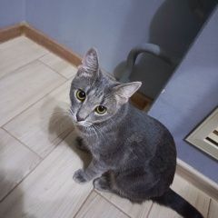 Подробнее об объявлении «Пропал кот Новороссийск» Фото: пропала кошка  «Пропал кот Новороссийск» в г. Новороссийск