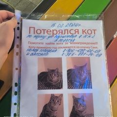 Подробнее об объявлении «Пропал кот в новогиреево Москва» Фото: пропала кошка Бенгальская кошка «Пропал кот в новогиреево Москва» в г. Москва