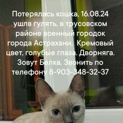 Подробнее об объявлении «Пропала кошка Астрахань» Фото: пропала кошка  «Пропала кошка Астрахань» в г. Астрахань