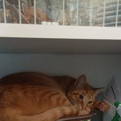 Подробнее об объявлении «Пропала кошка наша кошечка Керчь» Фото: пропала кошка Абиссинская кошка «Пропала кошка наша кошечка Керчь» в г. Керчь