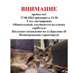 Подробнее об объявлении «Пропал кот по кличке кристал Новосибирск» Фото: пропала кошка  «Пропал кот по кличке кристал Новосибирск» в г. Новосибирск
