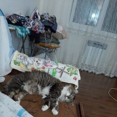 Подробнее об объявлении «Пропала кошка Сочи» Фото: пропала кошка  «Пропала кошка Сочи» в г. Сочи