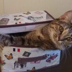Подробнее об объявлении «Пропала кошка Волгоград» Фото: пропала кошка  «Пропала кошка Волгоград» в г. Волгоград