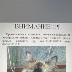 Подробнее об объявлении «Пропала кошка Пенза» Фото: пропала кошка  «Пропала кошка Пенза» в г. Пенза