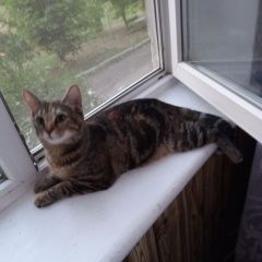 Подробнее об объявлении «Пропала кошка кличка маруся Снежное» Фото: пропала кошка  «Пропала кошка кличка маруся Снежное» в г. Снежное