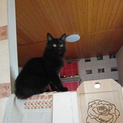 Подробнее об объявлении «Пропала кошка Бобруйск» Фото: пропала кошка  «Пропала кошка Бобруйск» в г. Бобруйск