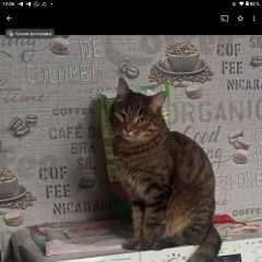 Подробнее об объявлении «Комсомольск-на-Амуре Пропал кот» Фото: пропала кошка  «Комсомольск-на-Амуре Пропал кот» в г. Комсомольск-на-Амуре