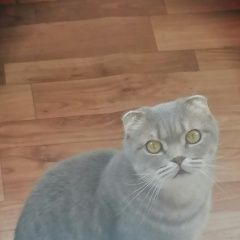 Подробнее об объявлении «Пропала кошка кот Красноярск» Фото: пропала кошка  «Пропала кошка кот Красноярск» в г. Красноярск