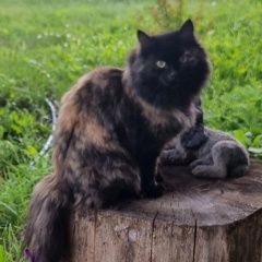 Подробнее об объявлении «Пропала кошка помогите найти за вознаграждение Новокузнецк» Фото: пропала кошка  «Пропала кошка помогите найти за вознаграждение...» в г. Новокузнецк