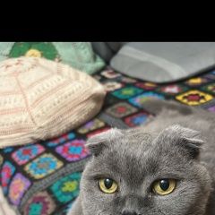 Подробнее об объявлении «Пропала кошка шотландская вислоухая Алексин» Фото: пропала кошка  «Пропала кошка шотландская вислоухая Алексин» в г. Алексин