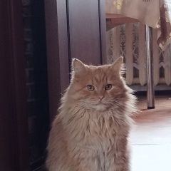 Подробнее об объявлении «Зарайск Пропал кот» Фото: пропала кошка  «Зарайск Пропал кот» в г. Зарайск