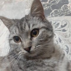 Подробнее об объявлении «Пропала кошка с котёнком Пятигорск» Фото: пропала кошка  «Пропала кошка с котёнком Пятигорск» в г. Пятигорск