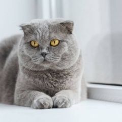 Подробнее об объявлении «Истра Пропал кот шотландец вислоухий» Фото: пропала кошка  «Истра Пропал кот шотландец вислоухий» в г. Истра